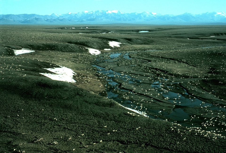 Porcupine Caribou herd