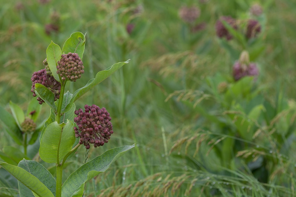 Common Milkweed-2