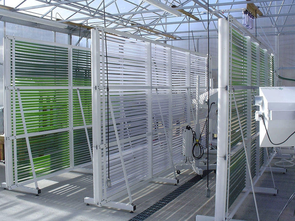 Bulk algae cultures growing in Biofence