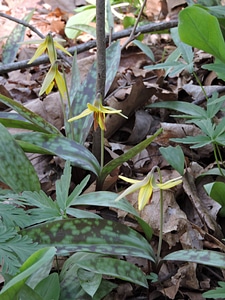 Yellow trout-lily-4 photo