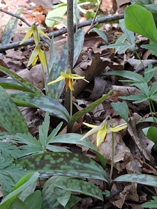 Yellow trout-lily-4
