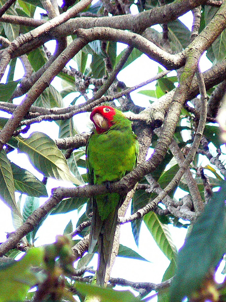 Red-masked parakeet photo