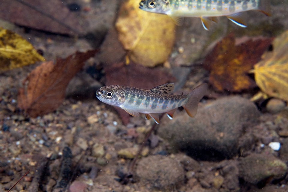 Young brook trout  with fall leaves in water-2