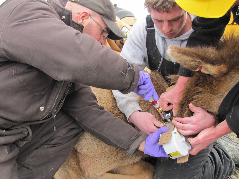 Biologists deploy a GPS elk collar on a cow elk