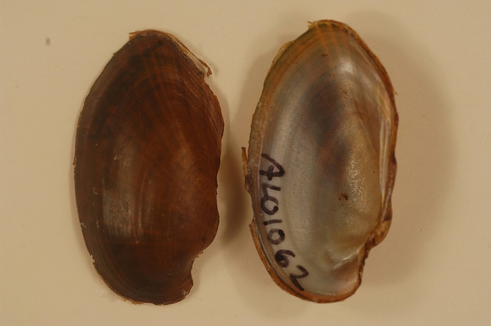 Hamiota australis-3