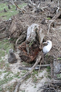 Laysan Albatross chicks and adults photo