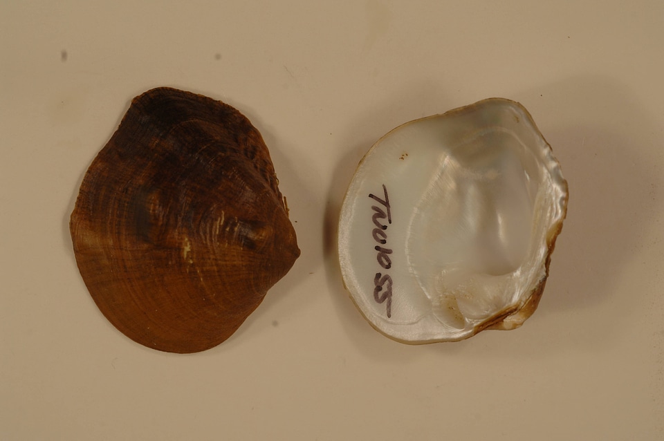 Obliquaria reflexa-1