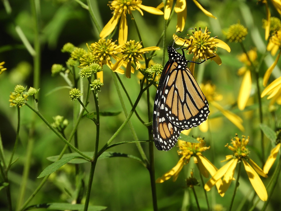 Monarch butterfly -1