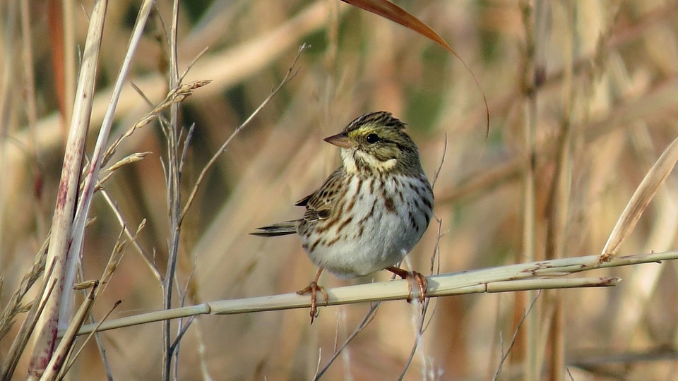 Savannah Sparrow perches on fall vegetation