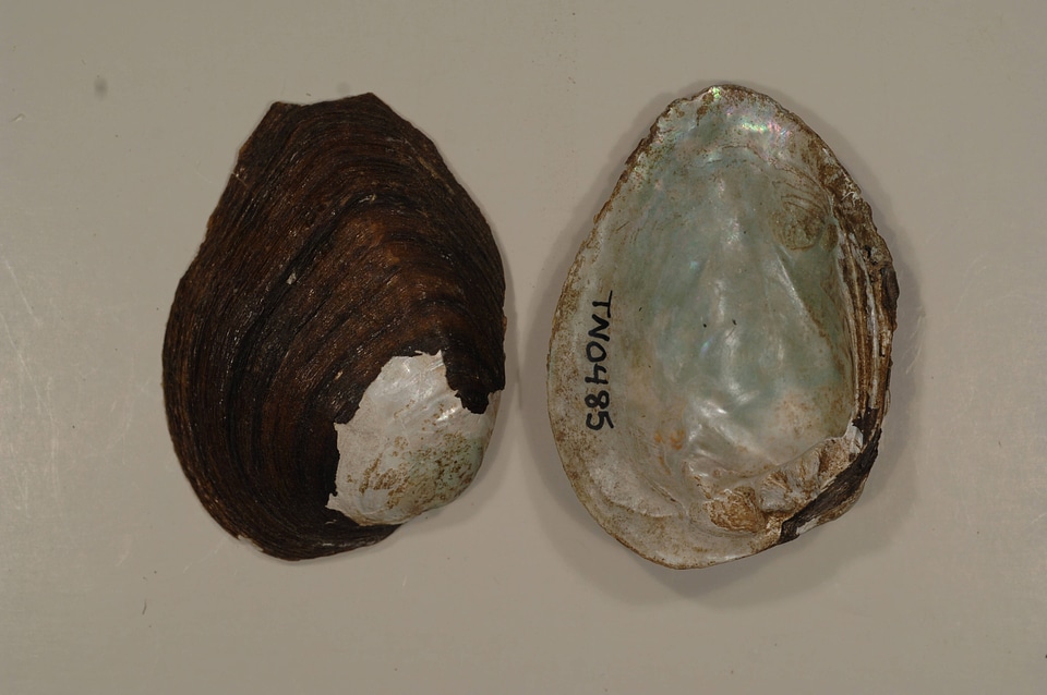 Fusconaia cuneolus
