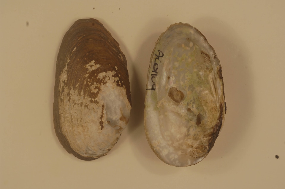 Ptychobranchus foremanianus-5