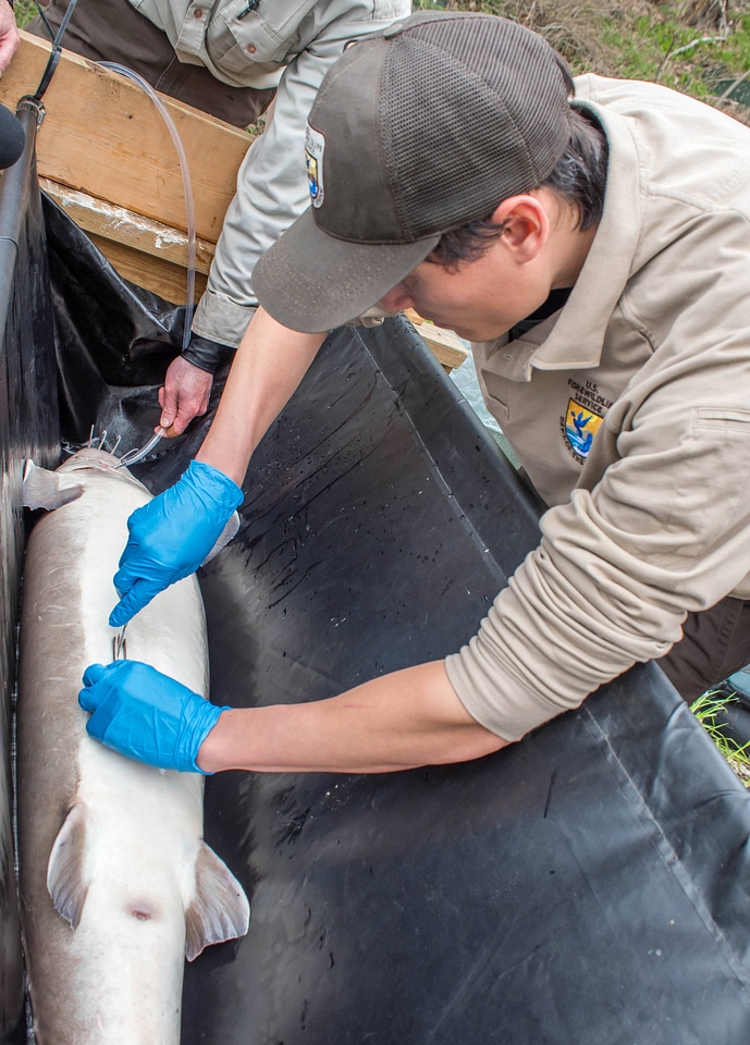 USFWS Fisheries worker prepares to operate on Lake sturgeon-4