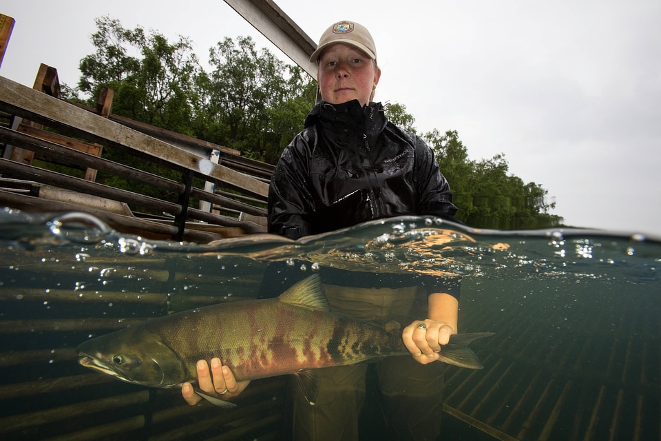 Biologist releases salmon-6