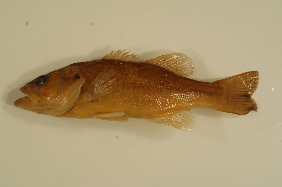 Micropterus salmoides-1