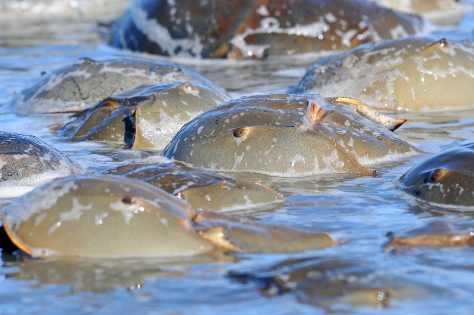 Horseshoe crabs in water