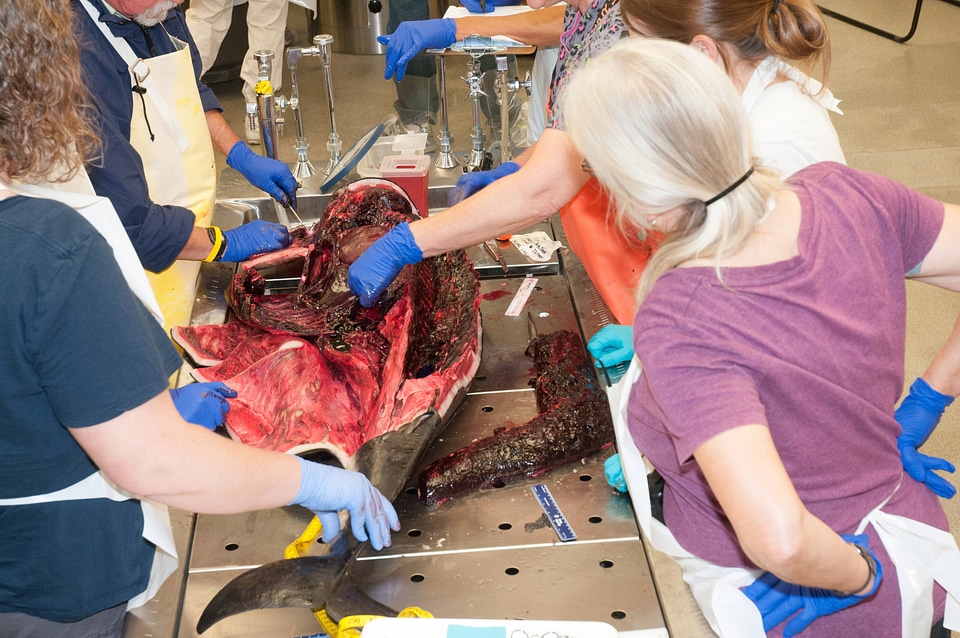 Marine Mammal Stranding Course at NCTC-2