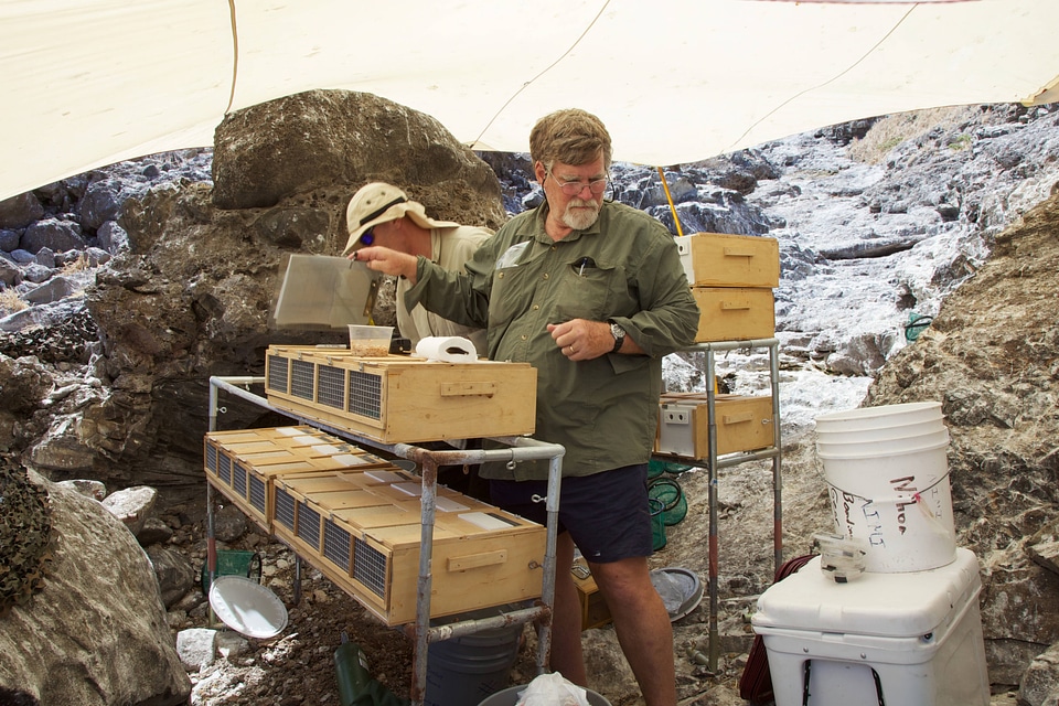 Nihoa Millerbird Translocation-1