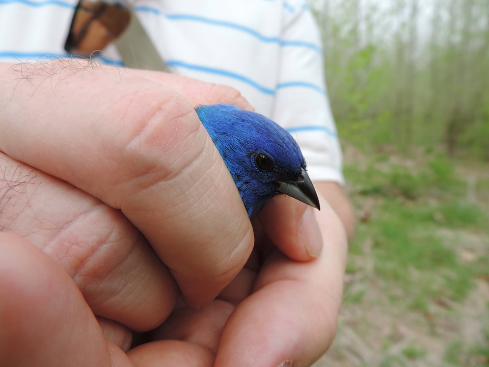 Indigo bunting-1