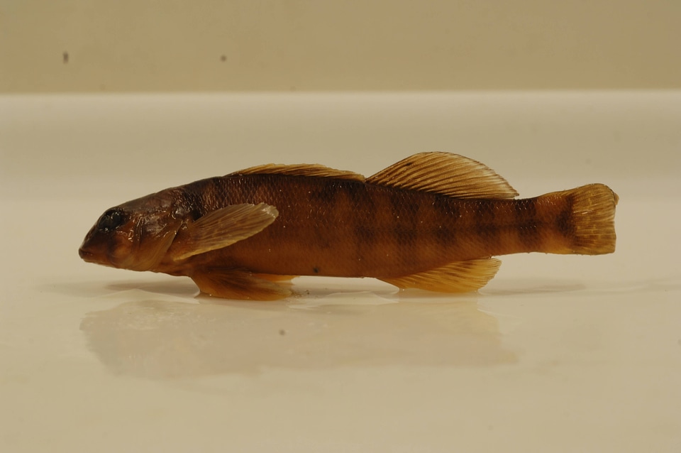 Etheostoma osburni-1