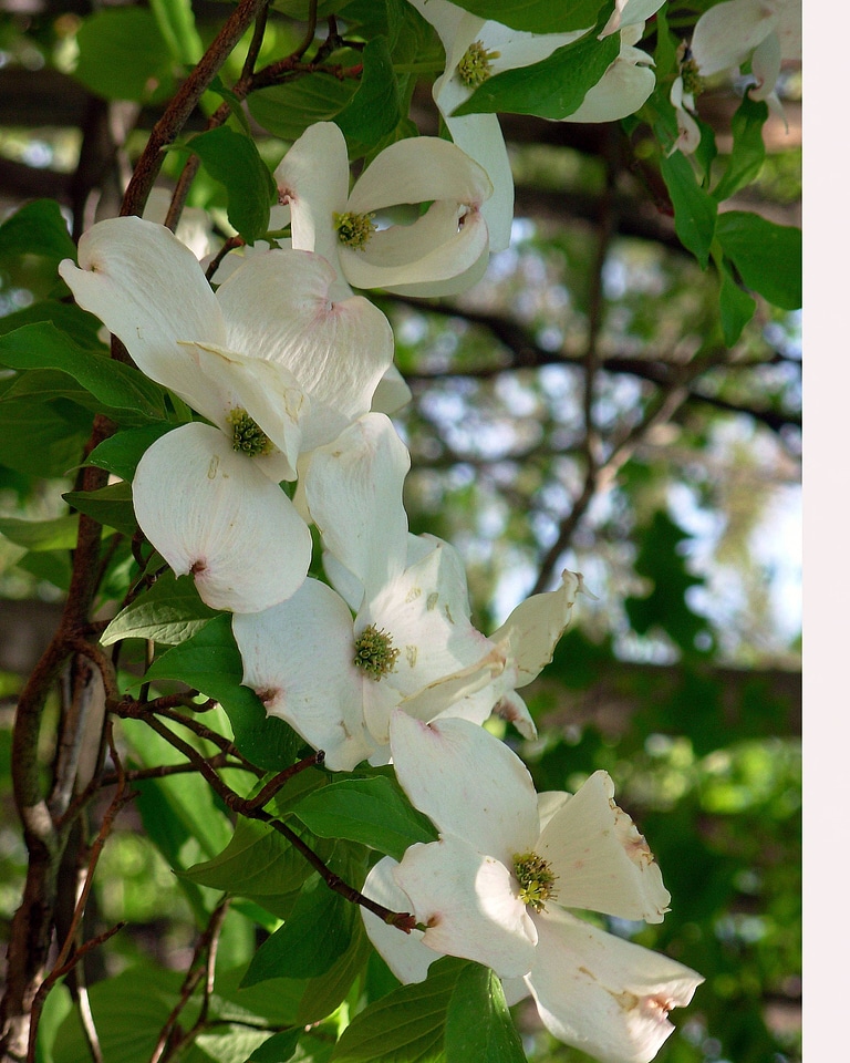 Dogwood