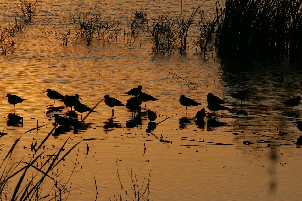 Flock of shorebirds at sunset