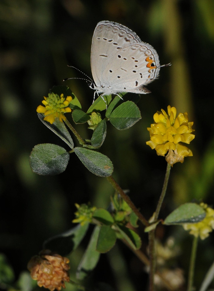 Eastern Tailed-Blue butterfly-3