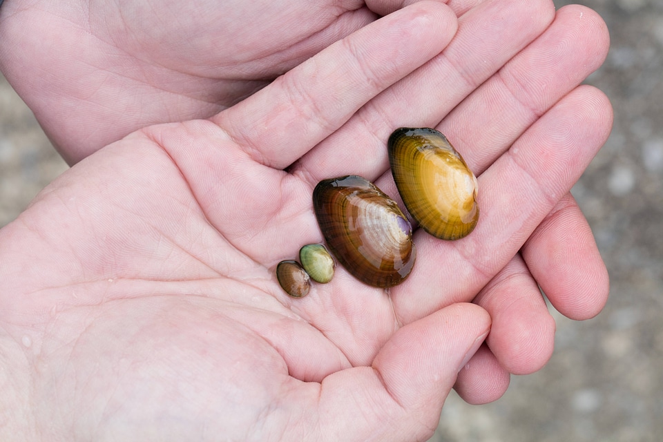 Tennessee Bean-2