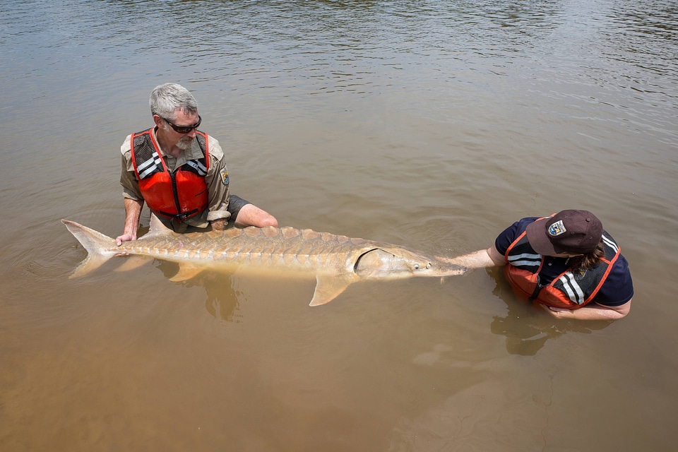 Biologists show length of Gulf sturgeon in river-1