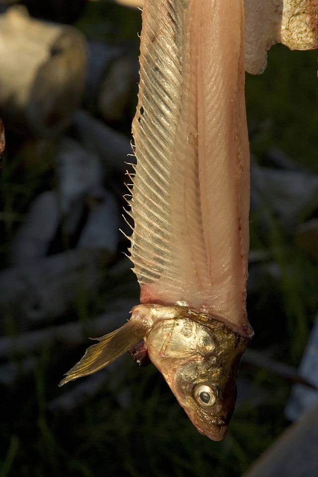 Freshly filleted fish