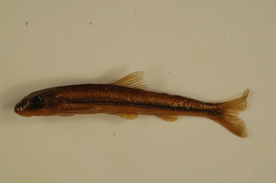 Phenacobius uranops-1