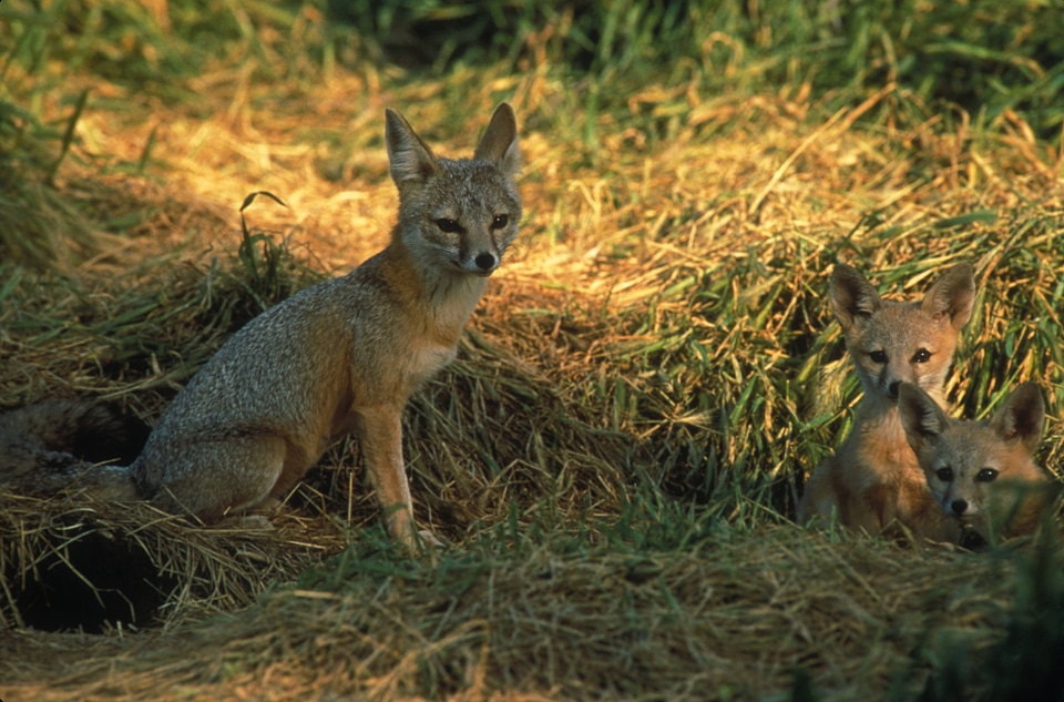 San Joaquin kit fox-1