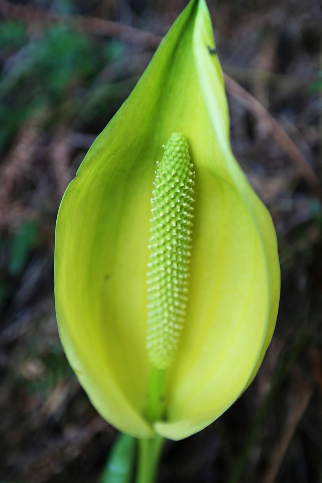 Skunk cabbage 