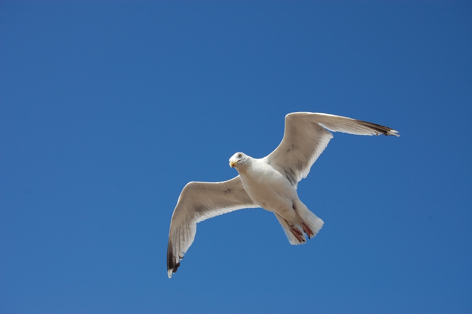 Nature birds bill