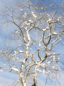 Snow-Covered Tree photo