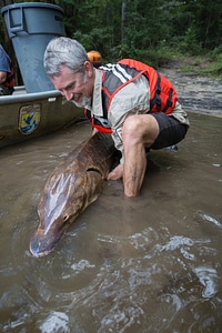 Fisheries biologist releases Gulf sturgeon -1