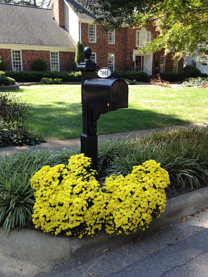 Mailbox chrysanthemums decorations