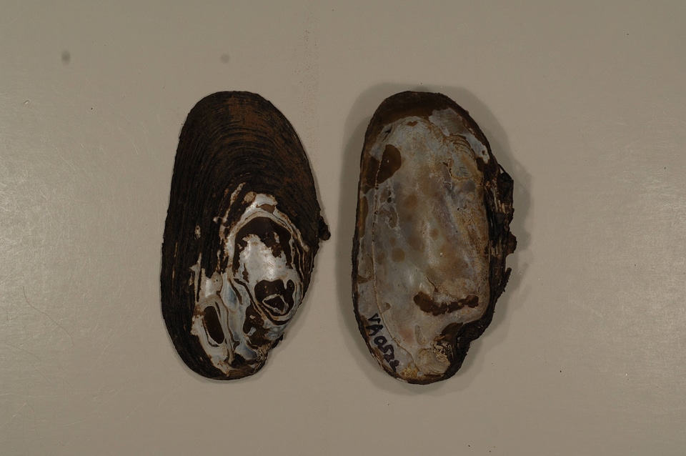 Elliptio complanata-4