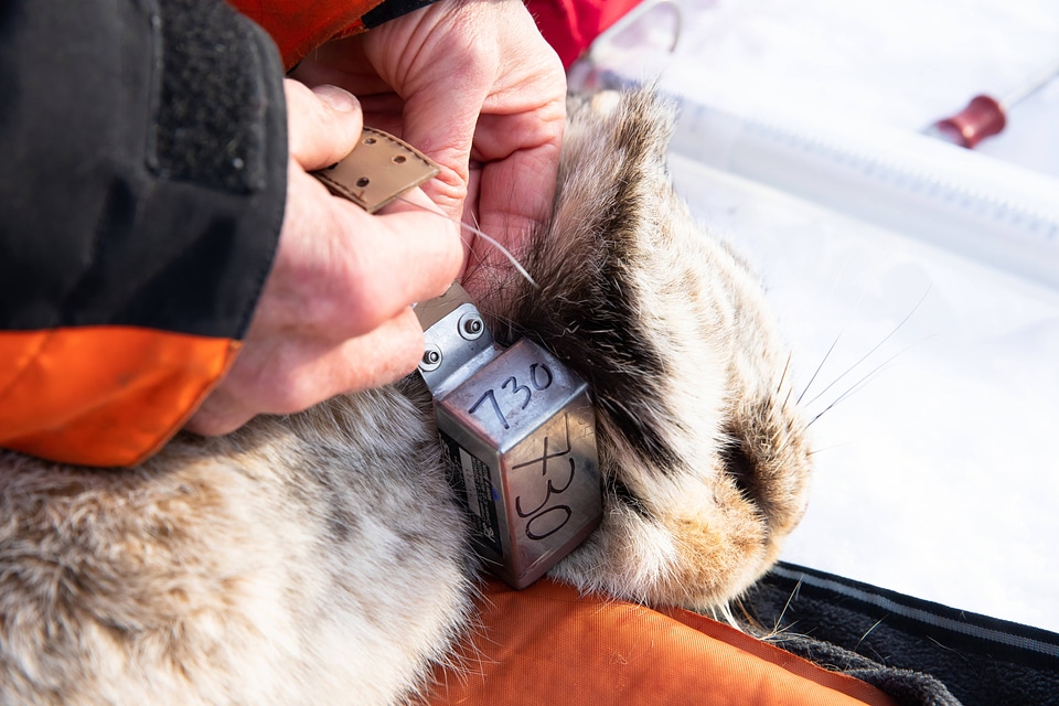 Attaching a small satellite GPS collar on a sedated lynx