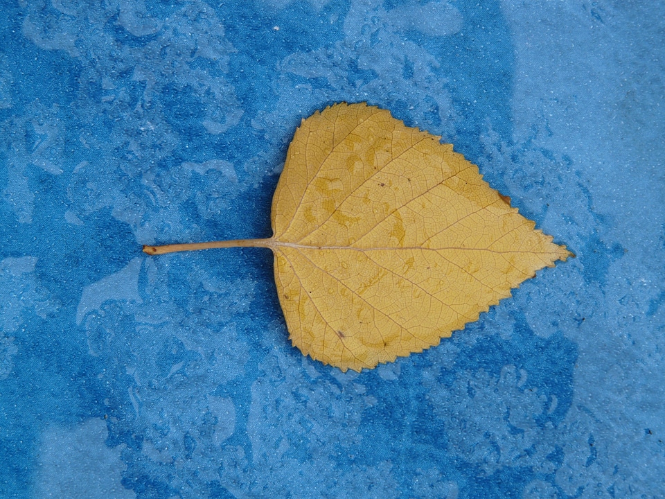Leaf leaves black poplar leaf