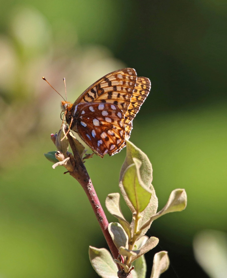 Zerene fritillary-1