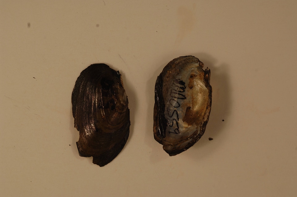 Alasmidonta heterodon-1