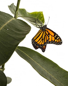 Monarch butterfly-1