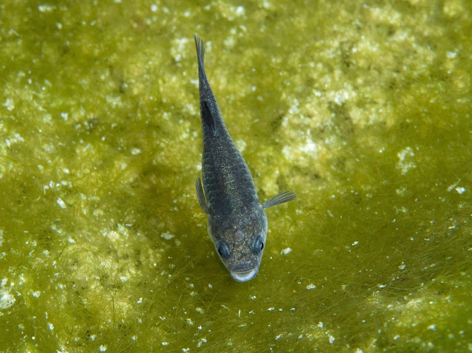 Devils Hole pupfish-5