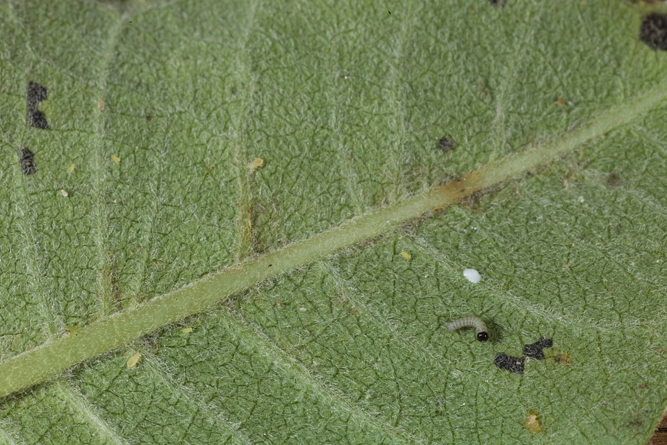 Monarch butterfly larvae-1