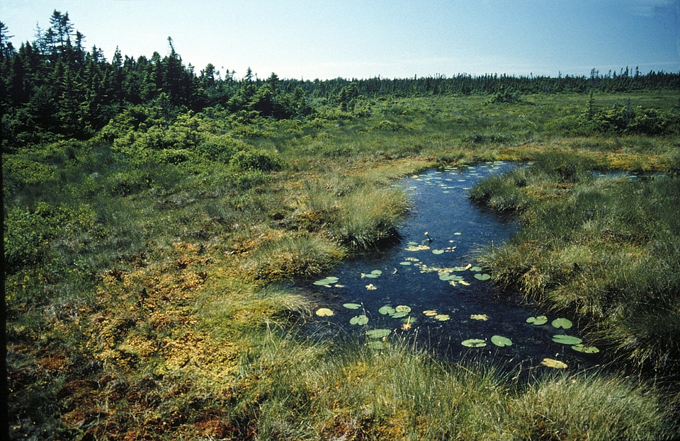 Wetland in Great Heath, Mt. Desert Isle