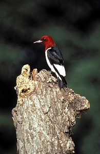 Red-headed woodpecker