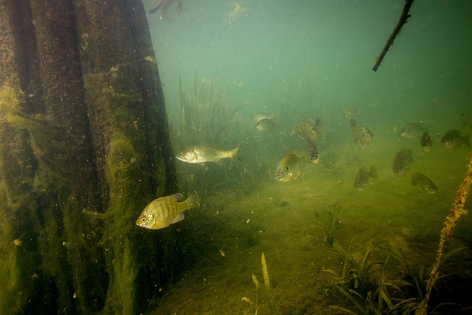Sunfish congregate near bald cypress roots