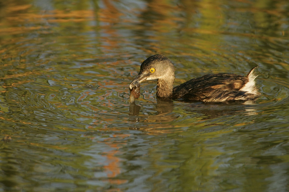 Least Grebe at Santa Ana National Wildlife Refuge