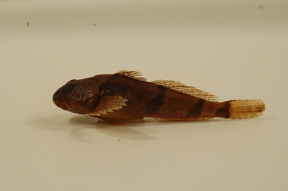 Cottus carolinae-1