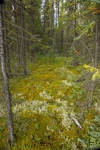 Ground cover in forest